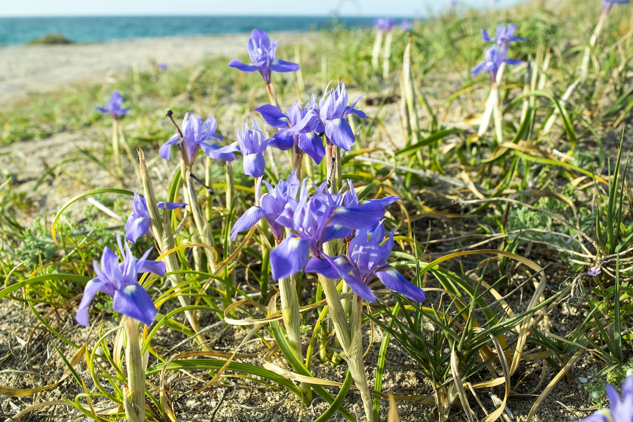 nature  flower  plant free photo