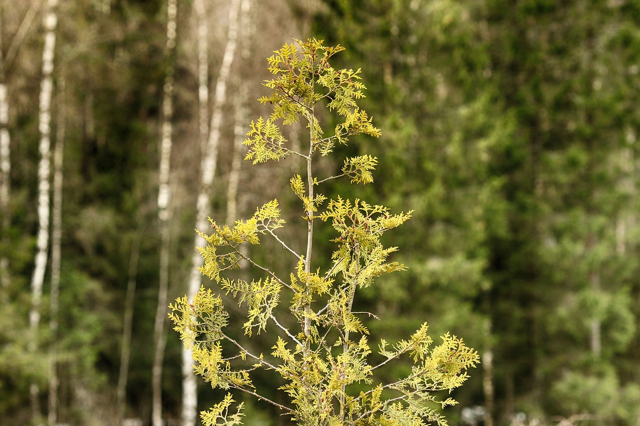 nature  tree  forest free photo