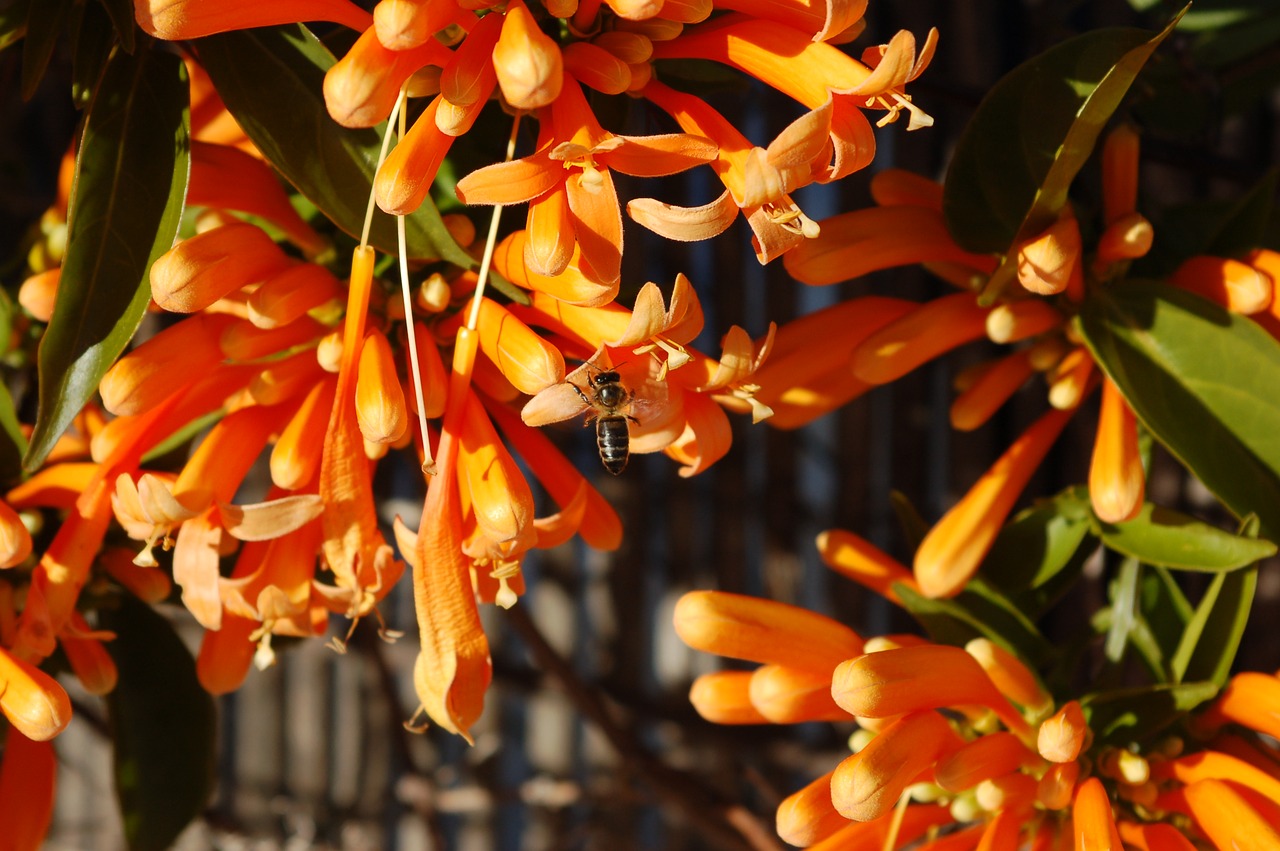 nature  flower  plant free photo