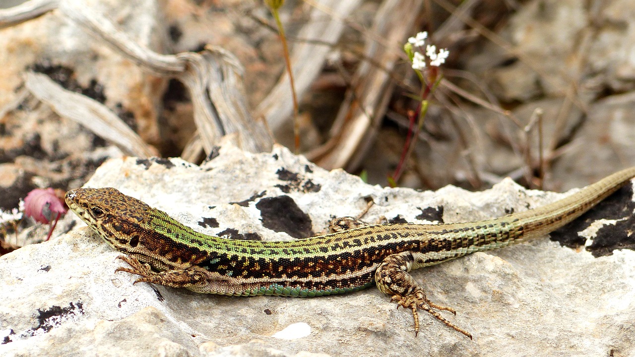 nature  lizard  reptile free photo