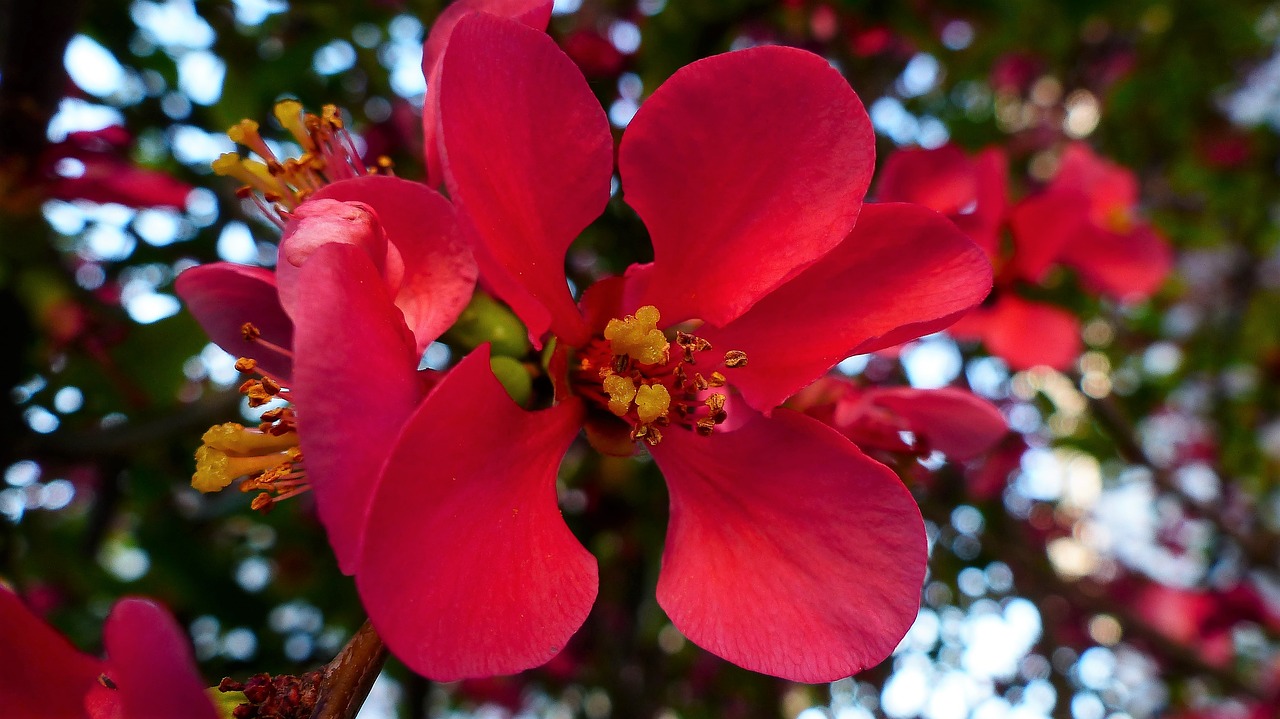 nature  flower  tree free photo