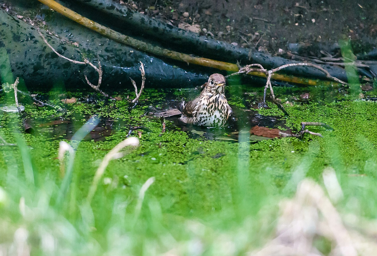 nature  grass  bird free photo