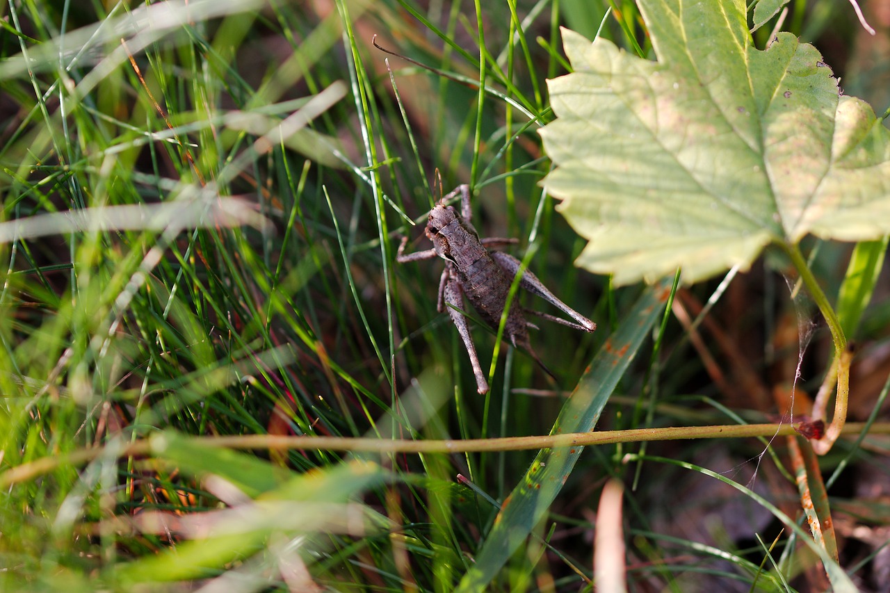 nature  leaf  plant free photo