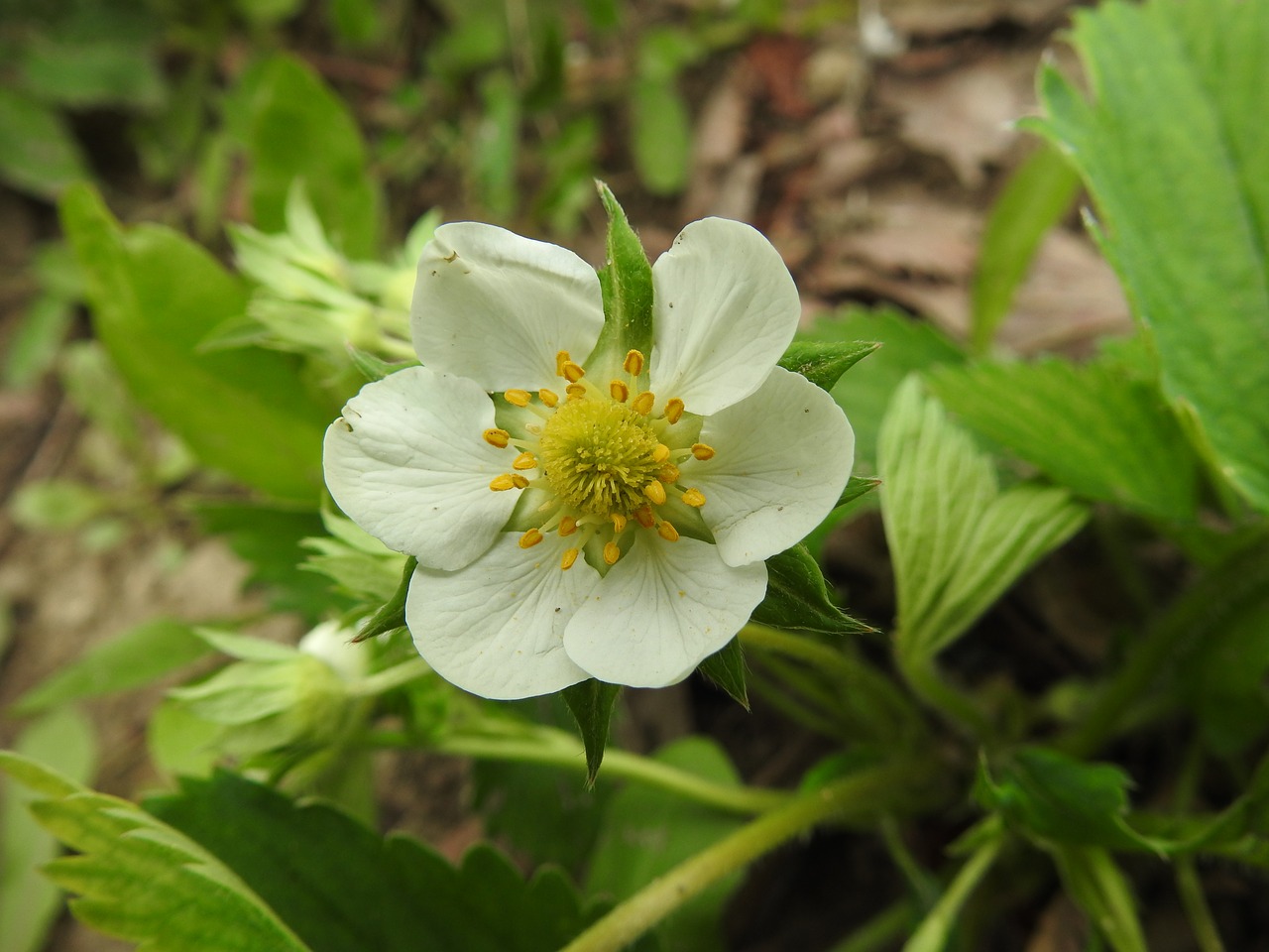 nature  flower  plant free photo