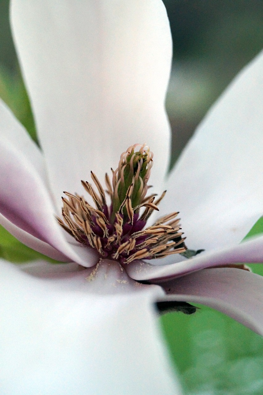 nature  leaf  flower free photo