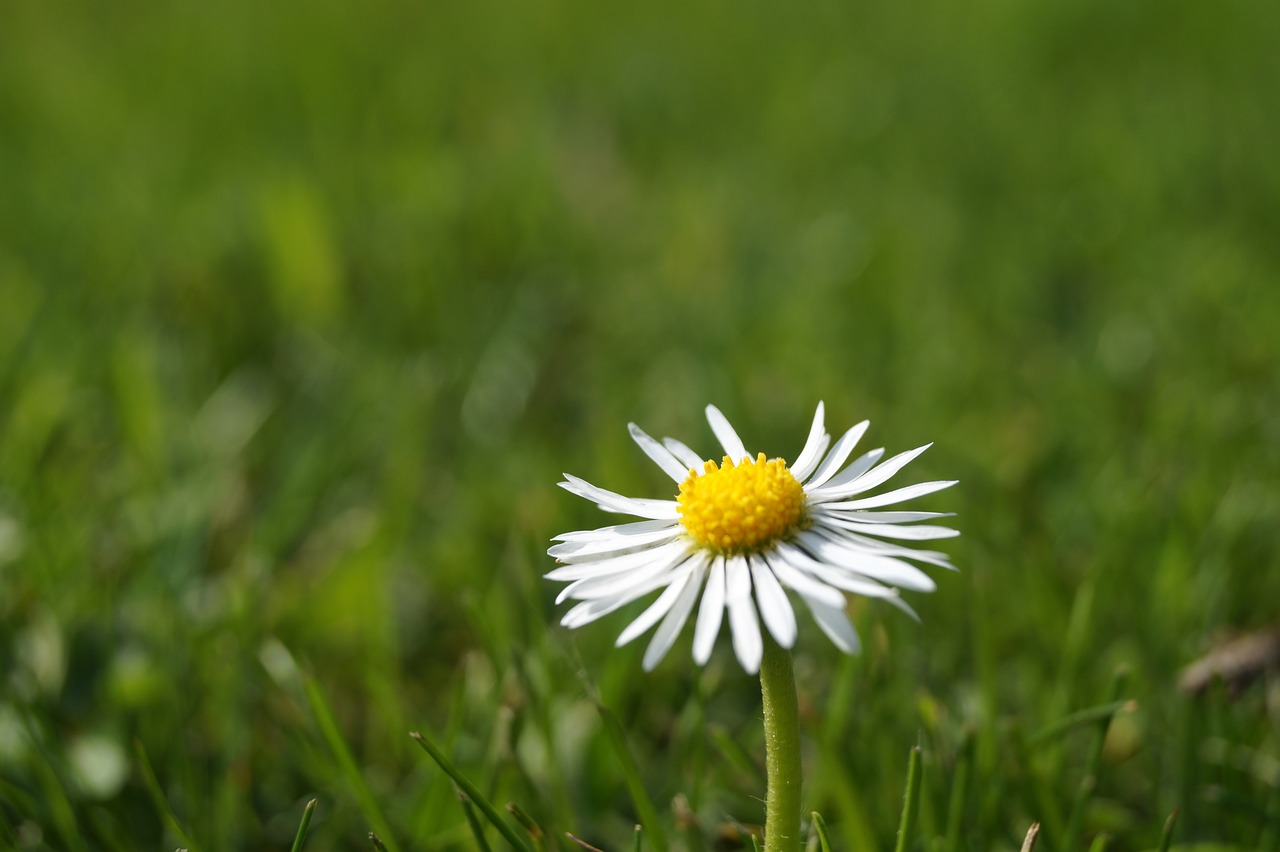 nature  grass  meadow free photo