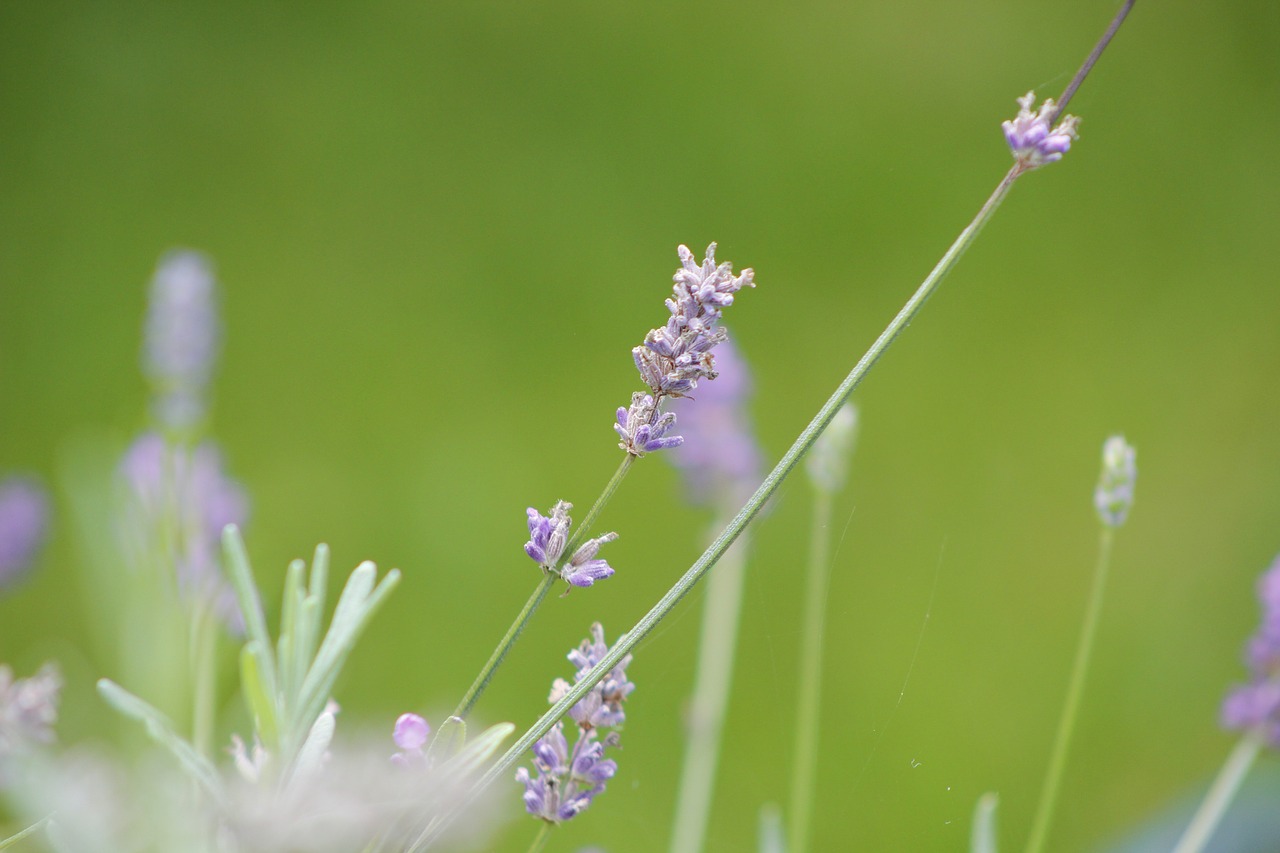 nature  plant  flower free photo