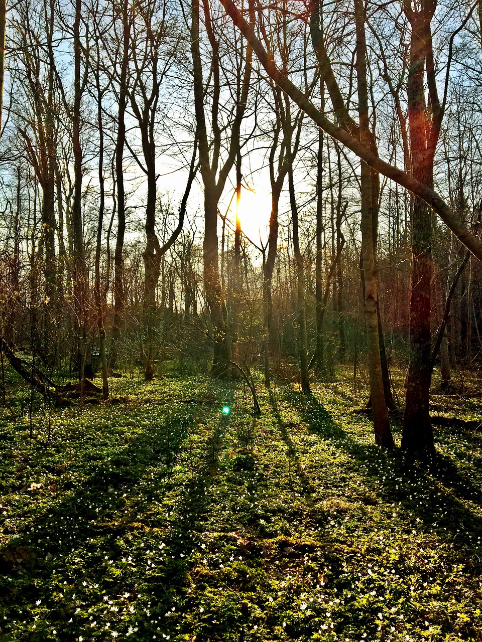 nature  wood  tree free photo