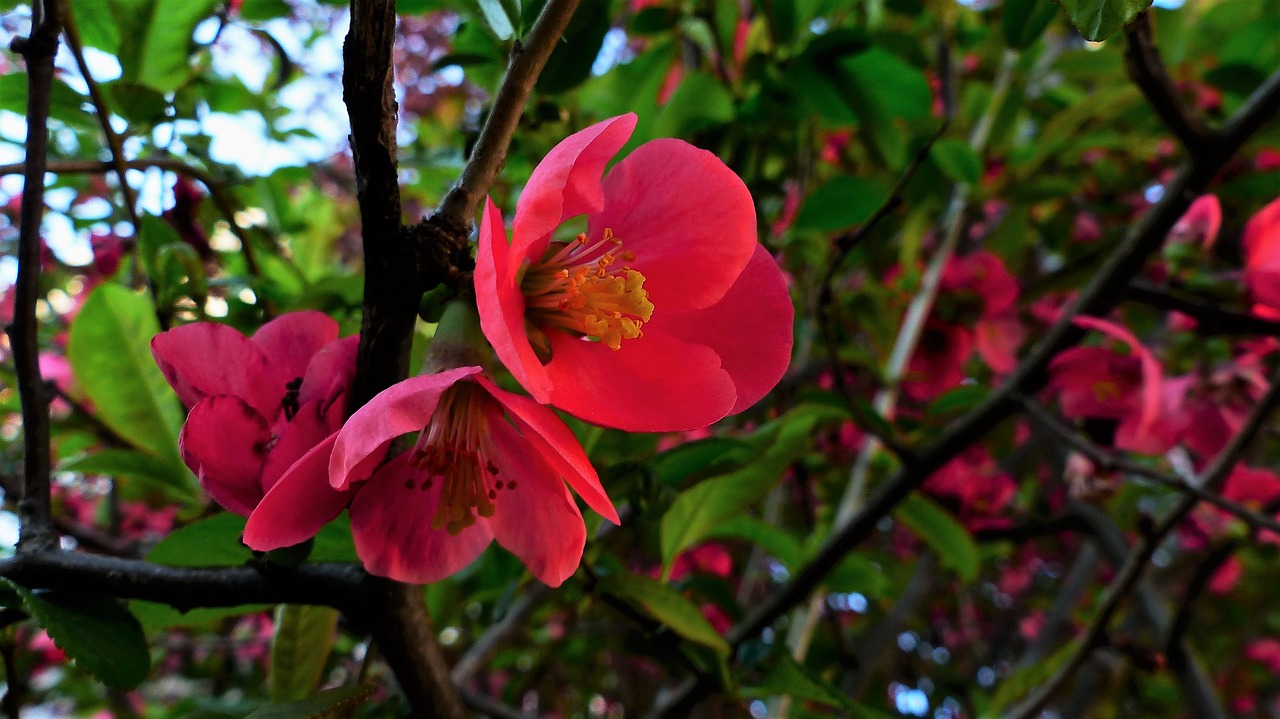 nature  flower  plant free photo