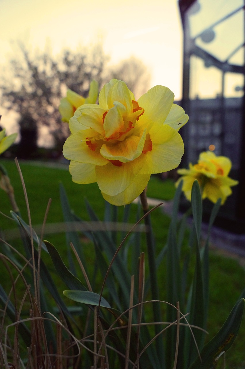 nature  flower  plant free photo