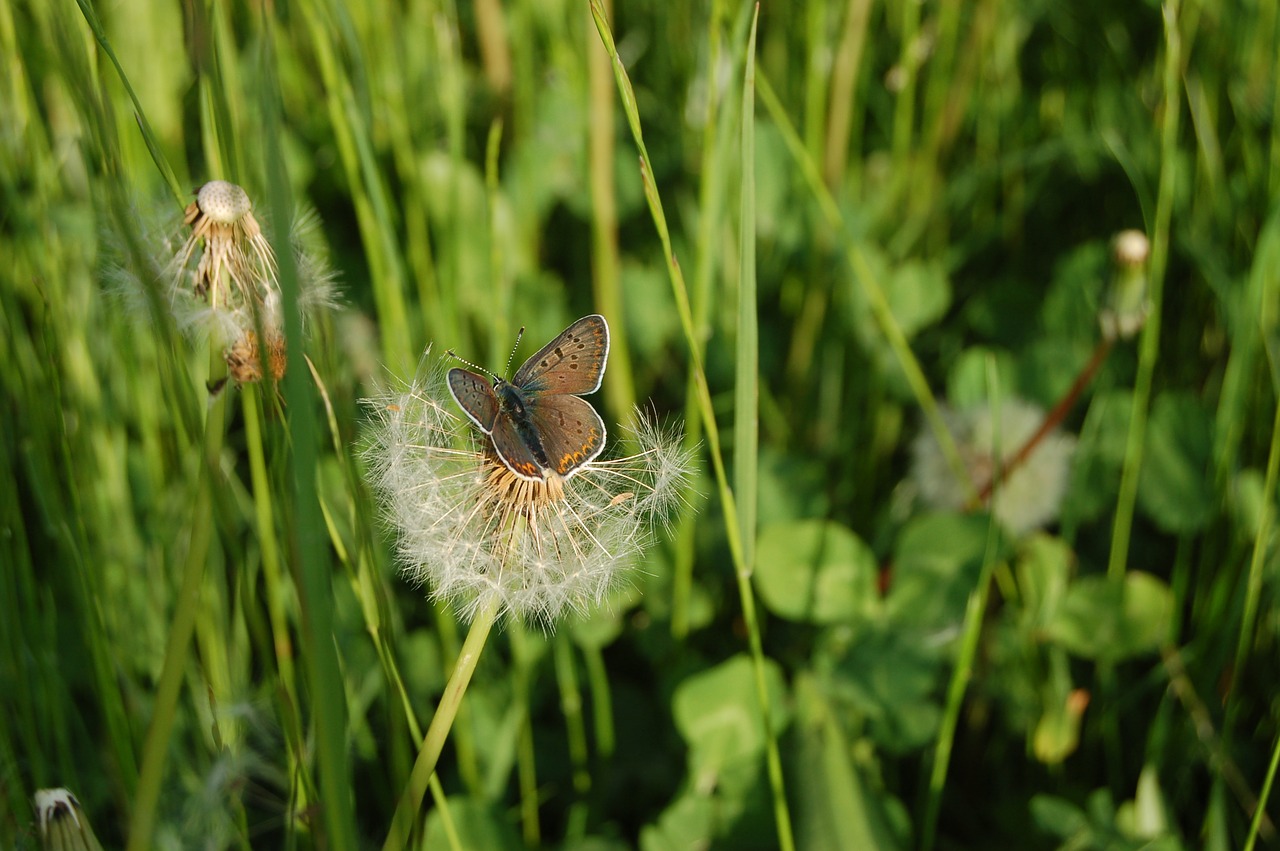 nature  field  butterfly free photo