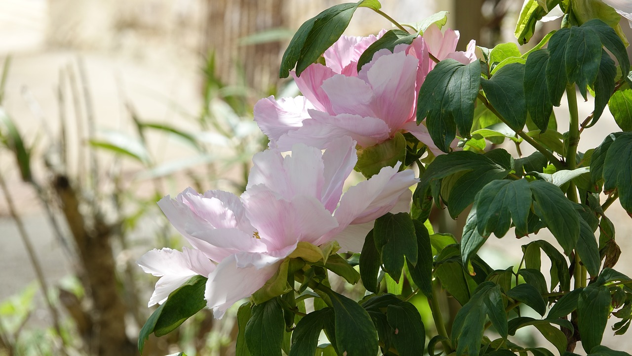 nature  flower  plant free photo