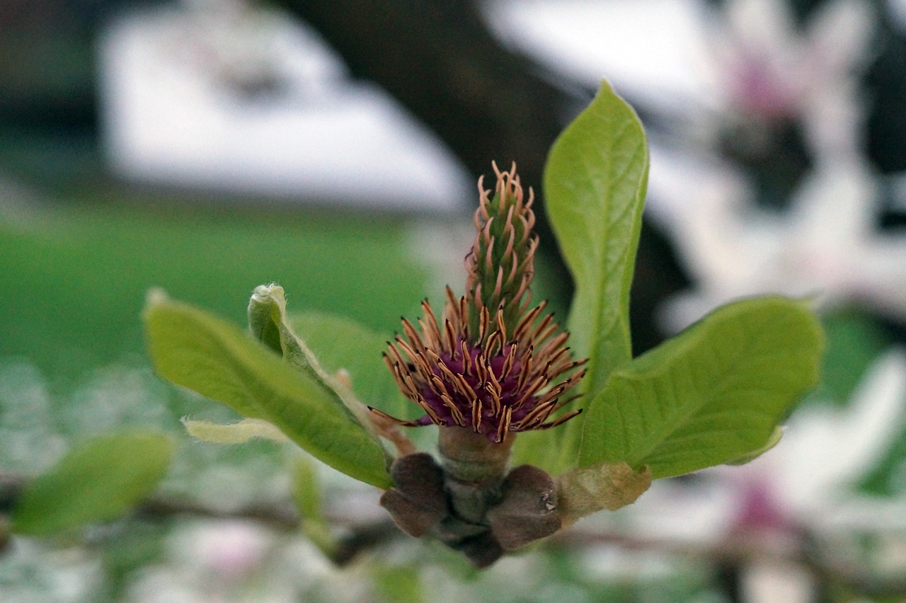 nature  plant  leaf free photo