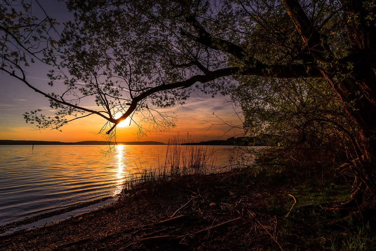 nature  tree  sunset free photo