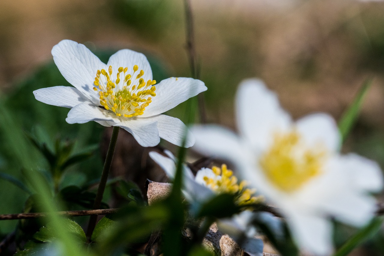 nature  flower  plant free photo