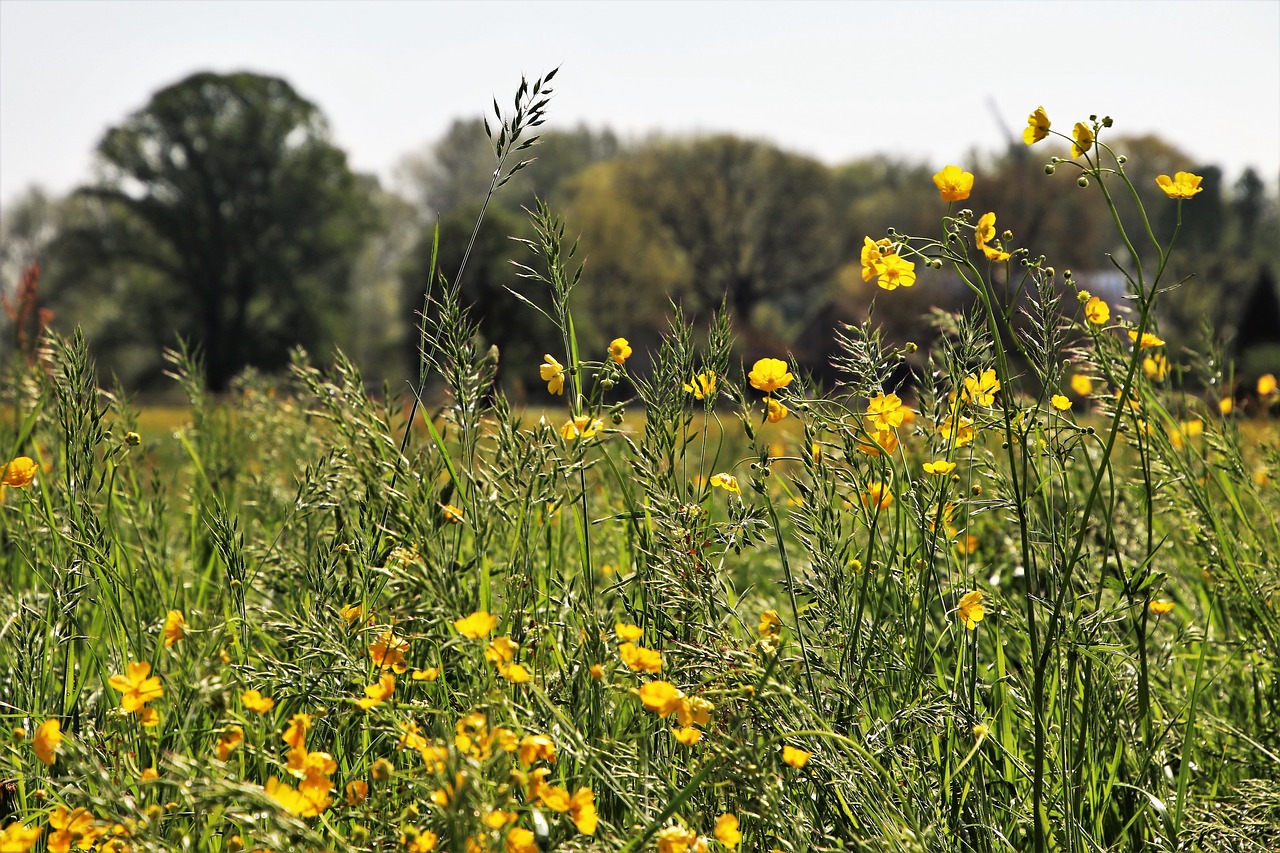 nature  meadow  field free photo