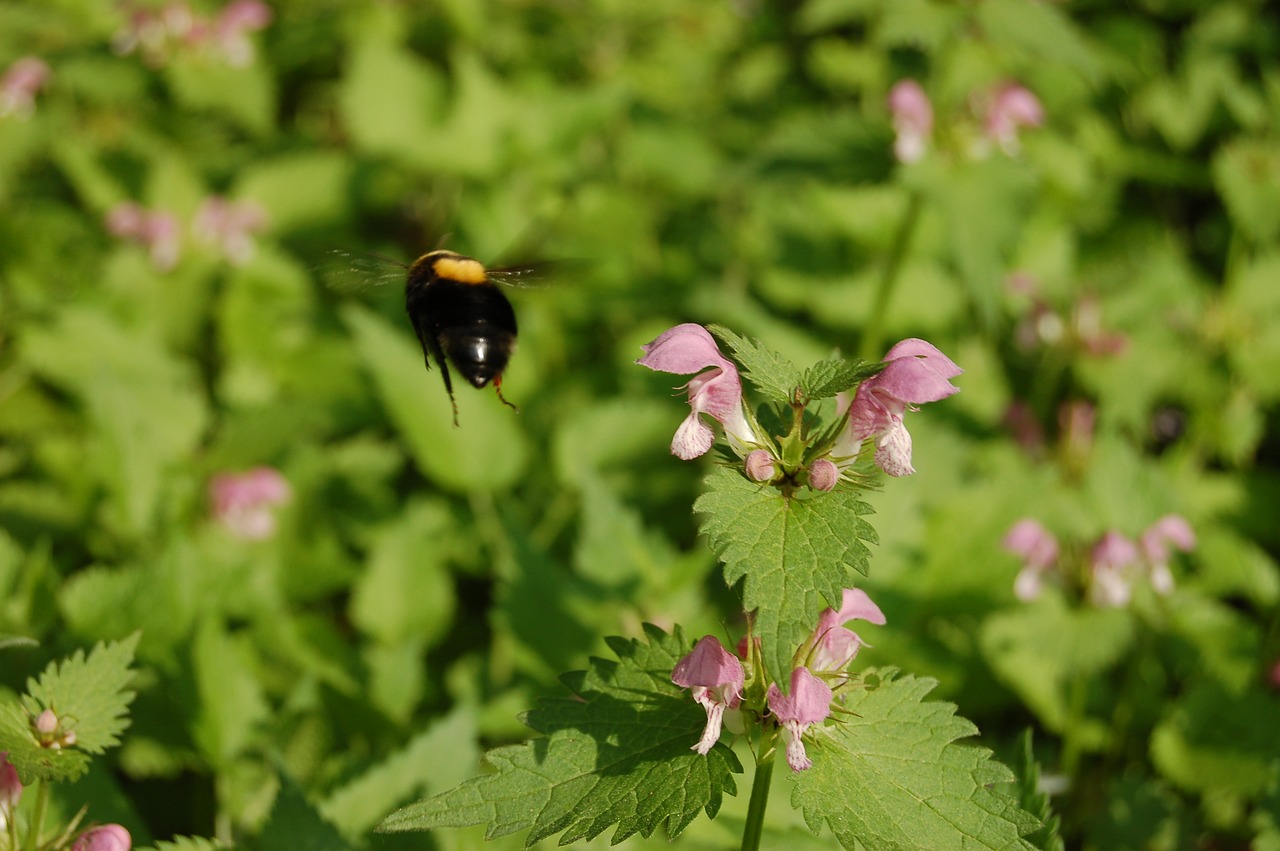 nature  outdoors  insect free photo