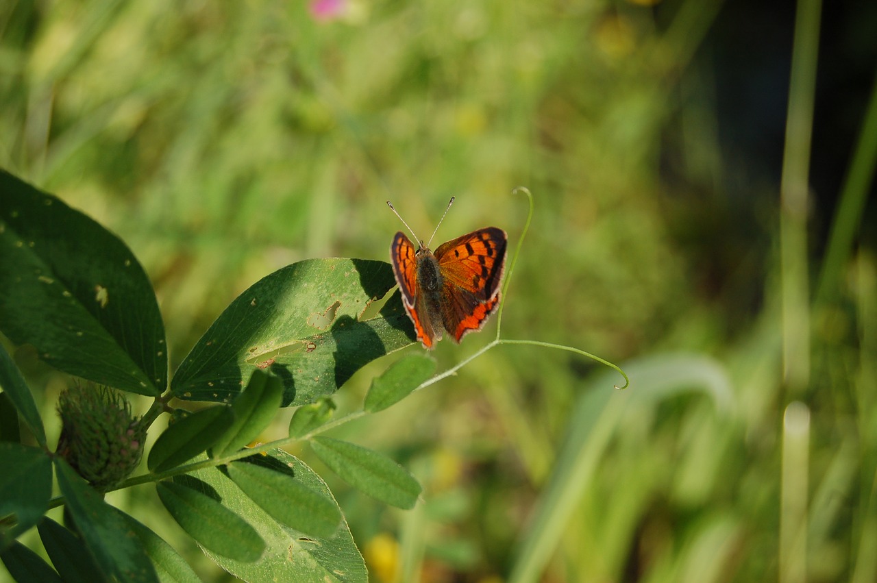 nature  insect  butterfly free photo