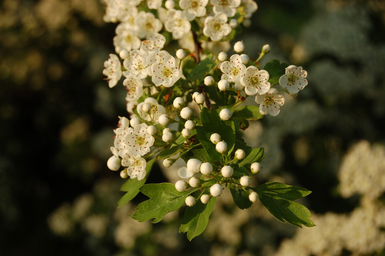 nature  flower  floral branch free photo