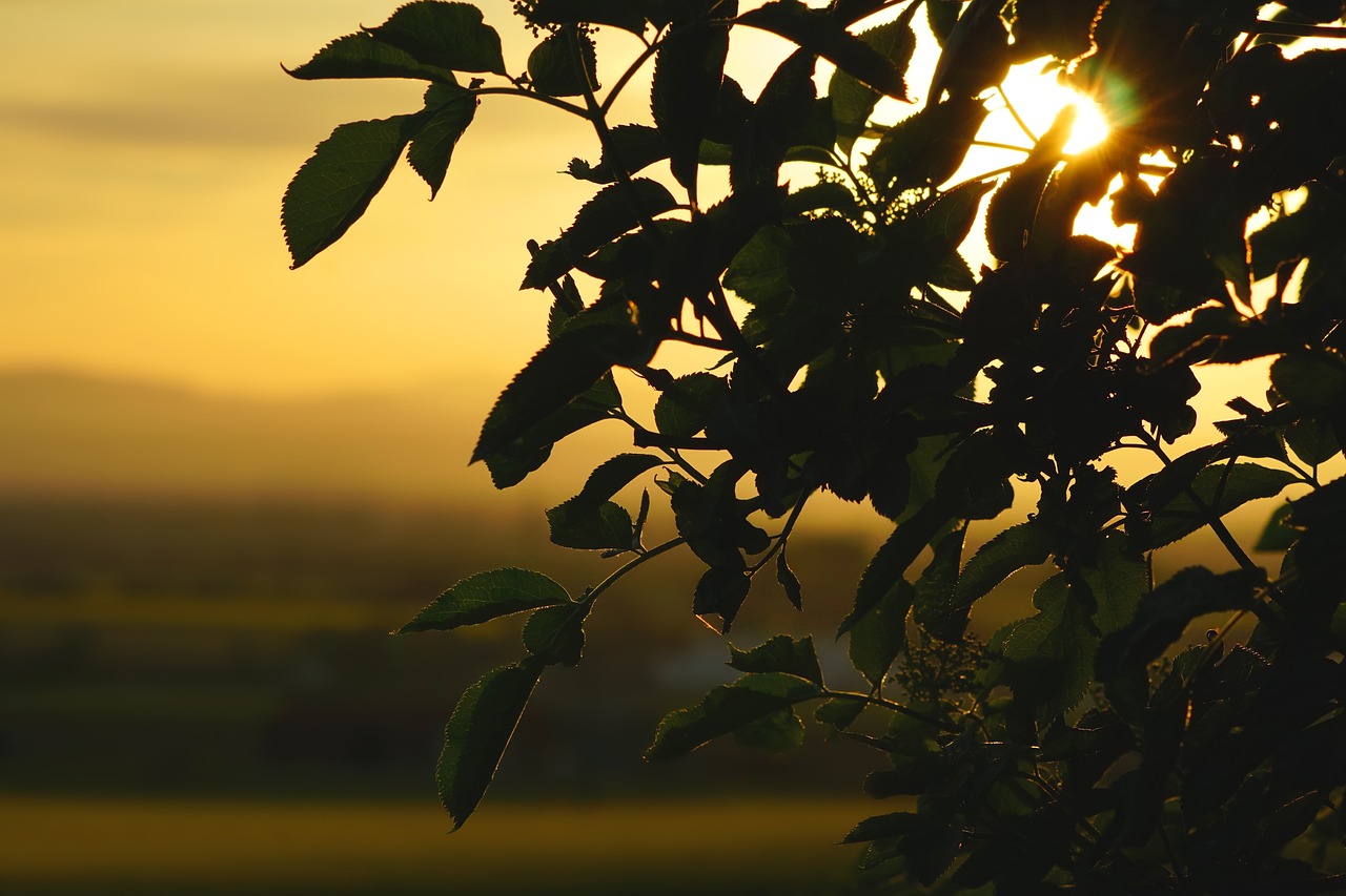 nature  leaf  sunset free photo