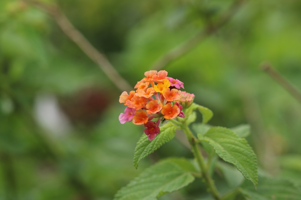 nature  leaf  flora free photo