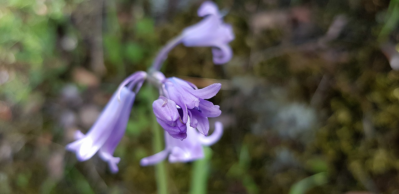 nature  outdoors  flower free photo