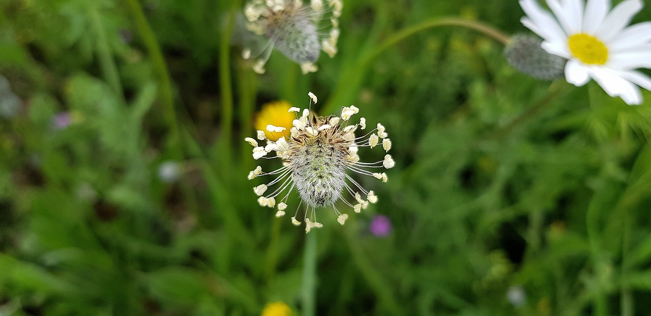 nature  summer  flower free photo