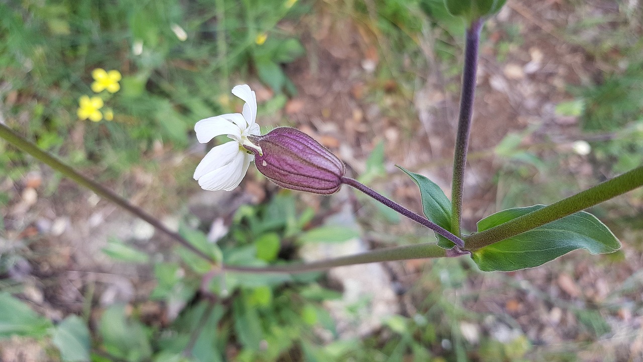 nature  flower  plant free photo