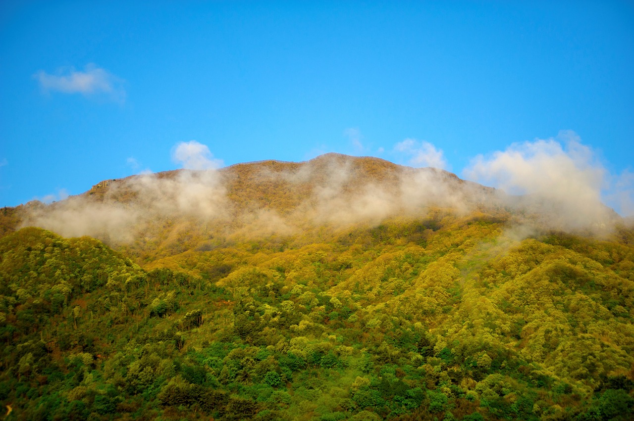 nature  greenery  fog and clouds free photo