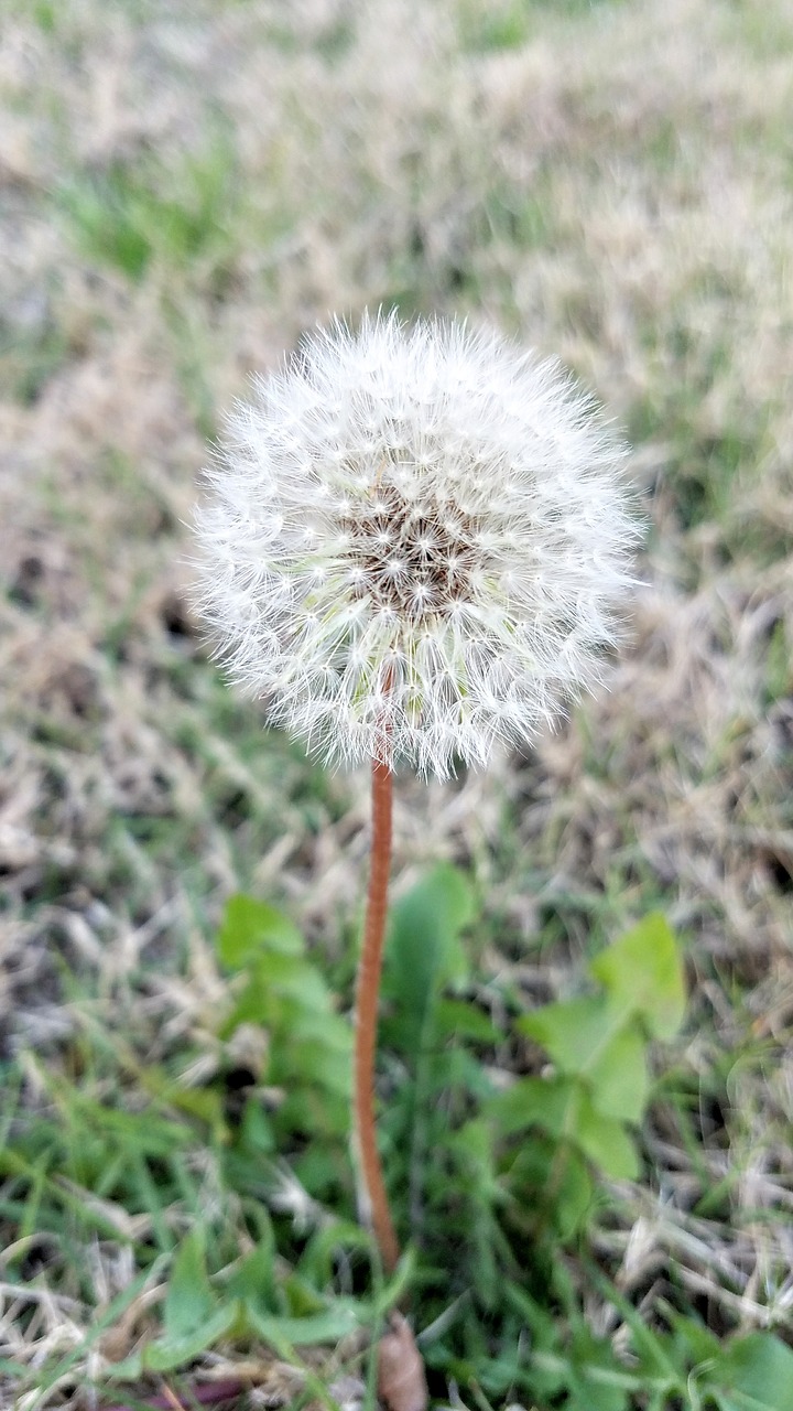 nature  flora  flower free photo