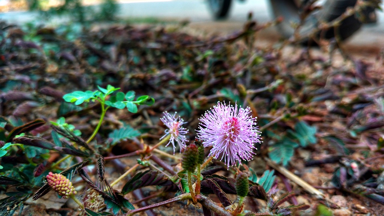 nature  flora  leaf free photo