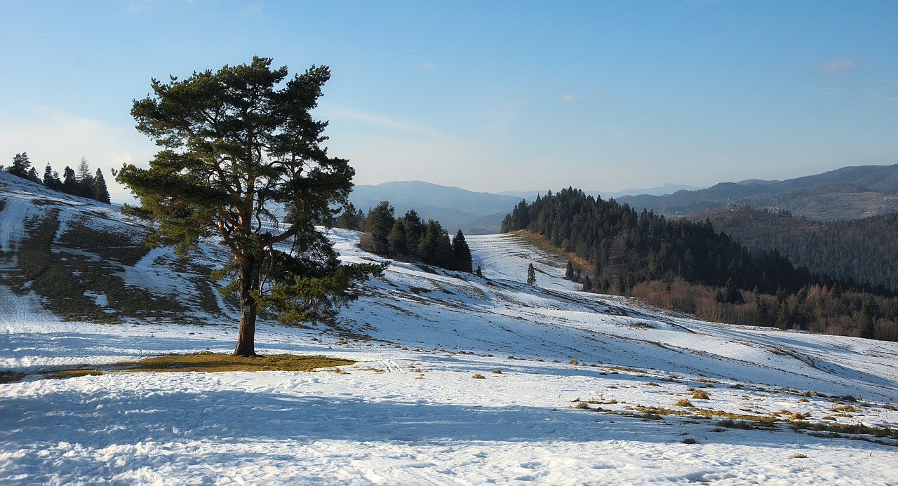 nature  snow  winter free photo