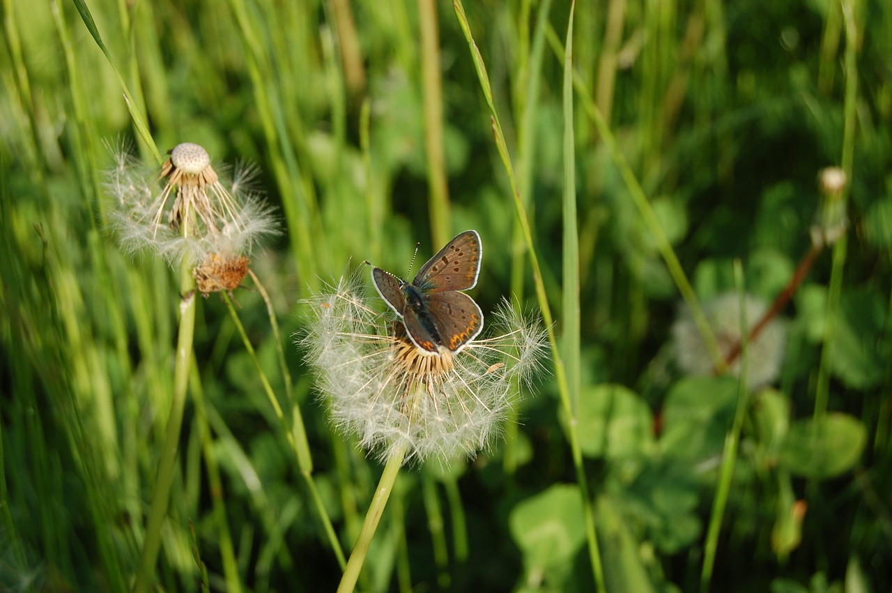 nature  outdoors  plant free photo