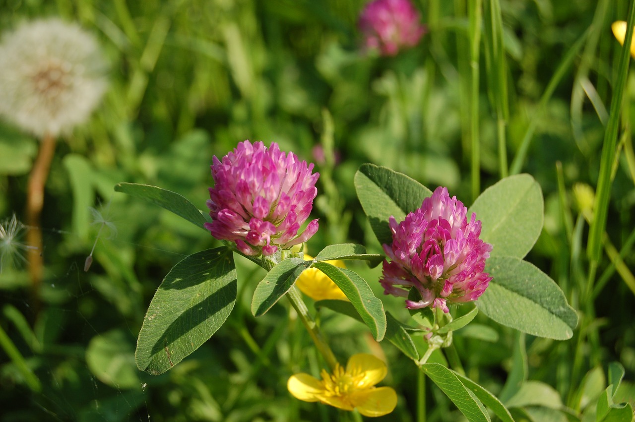 nature  flower  summer free photo