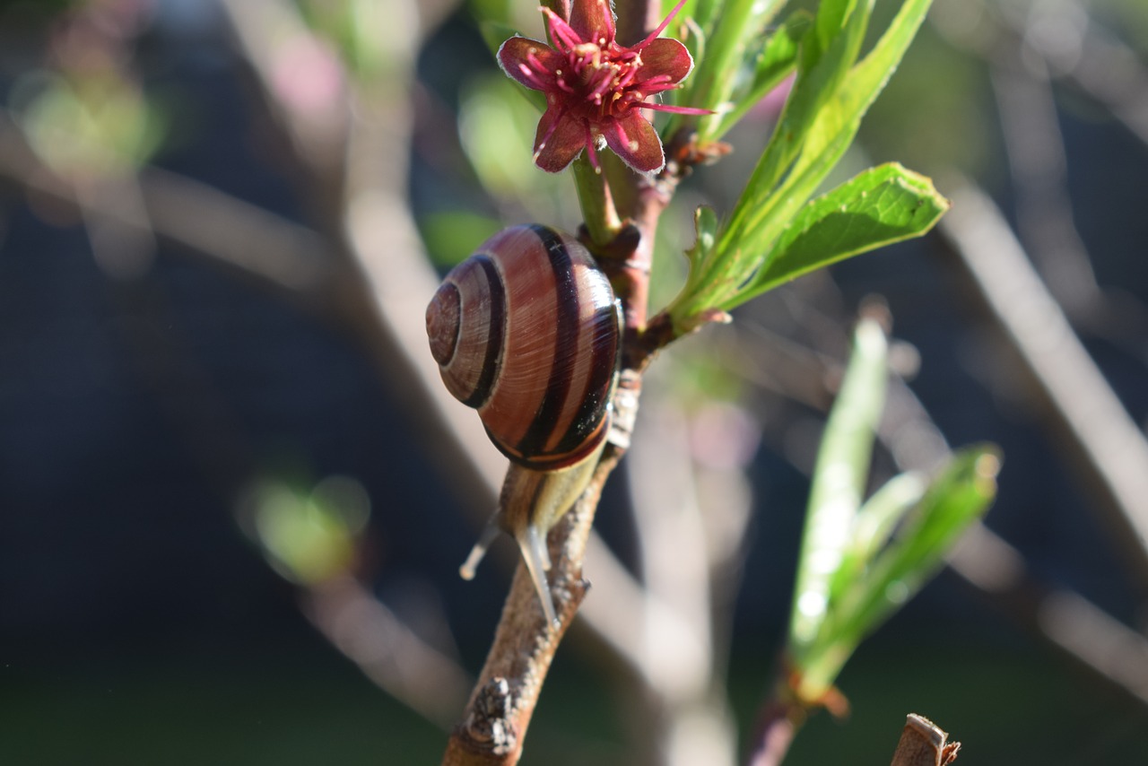 nature  leaf  plant free photo