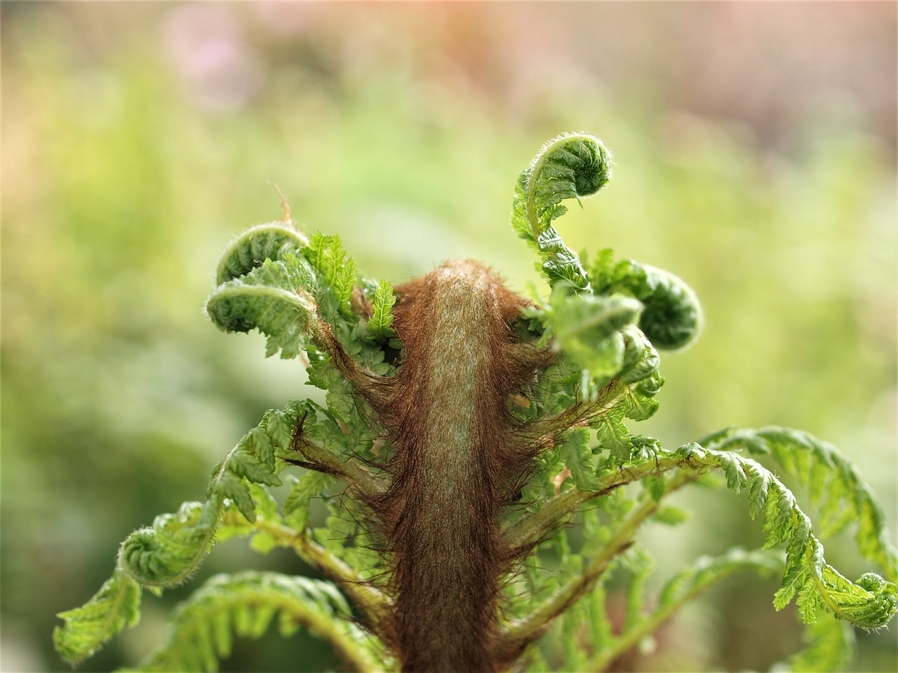 nature  leaf  flora free photo