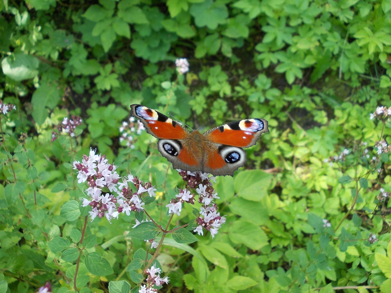 nature  summer  marjoram free photo