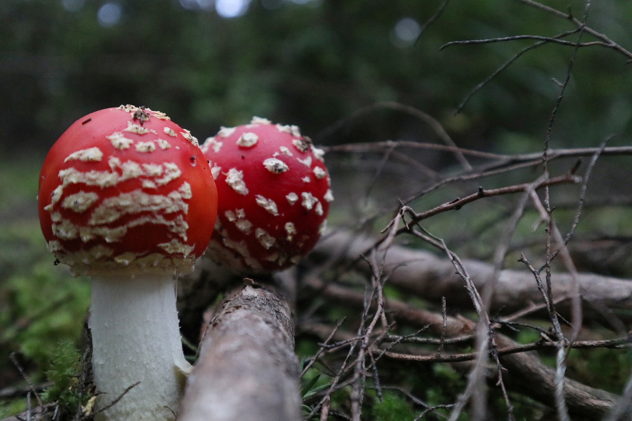 nature  mushroom  fungus free photo
