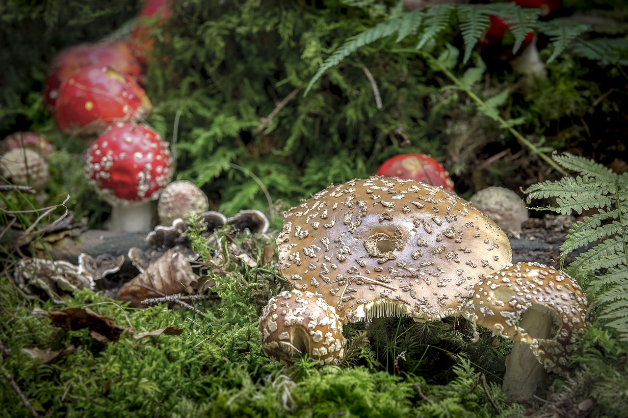 nature  mushroom  panther mushroom free photo