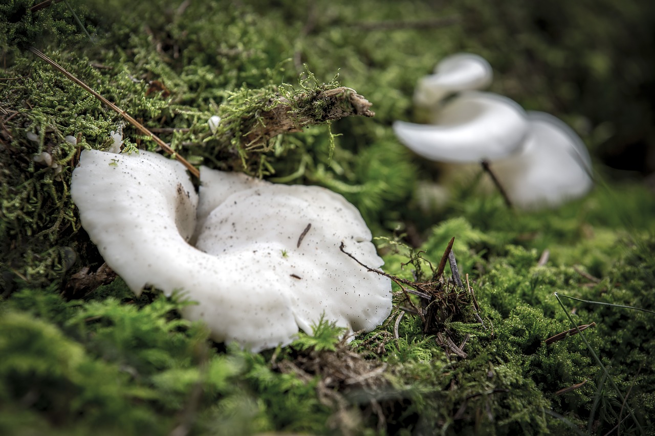 nature  moss  funnel-ling free photo