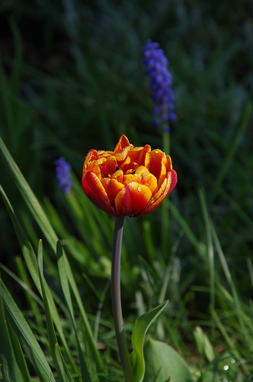 nature  flower  plant free photo