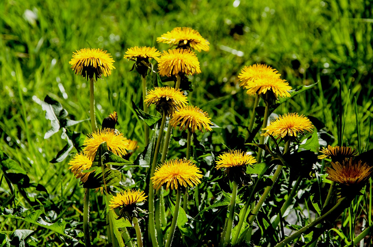 nature  plant  summer free photo