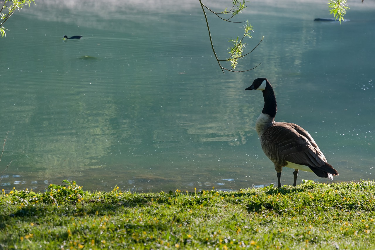 nature  bird  body of water free photo