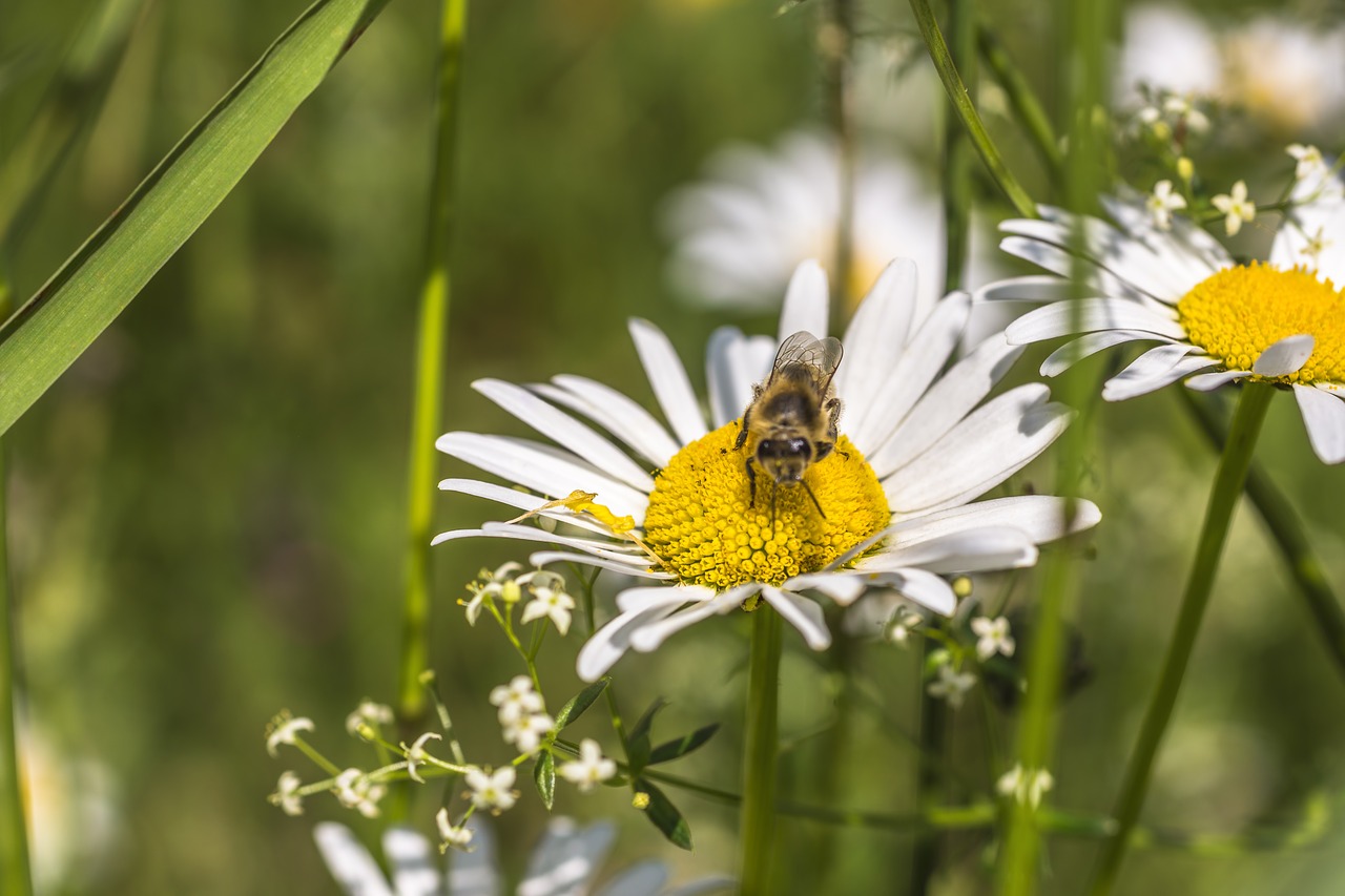 nature  plant  flower free photo