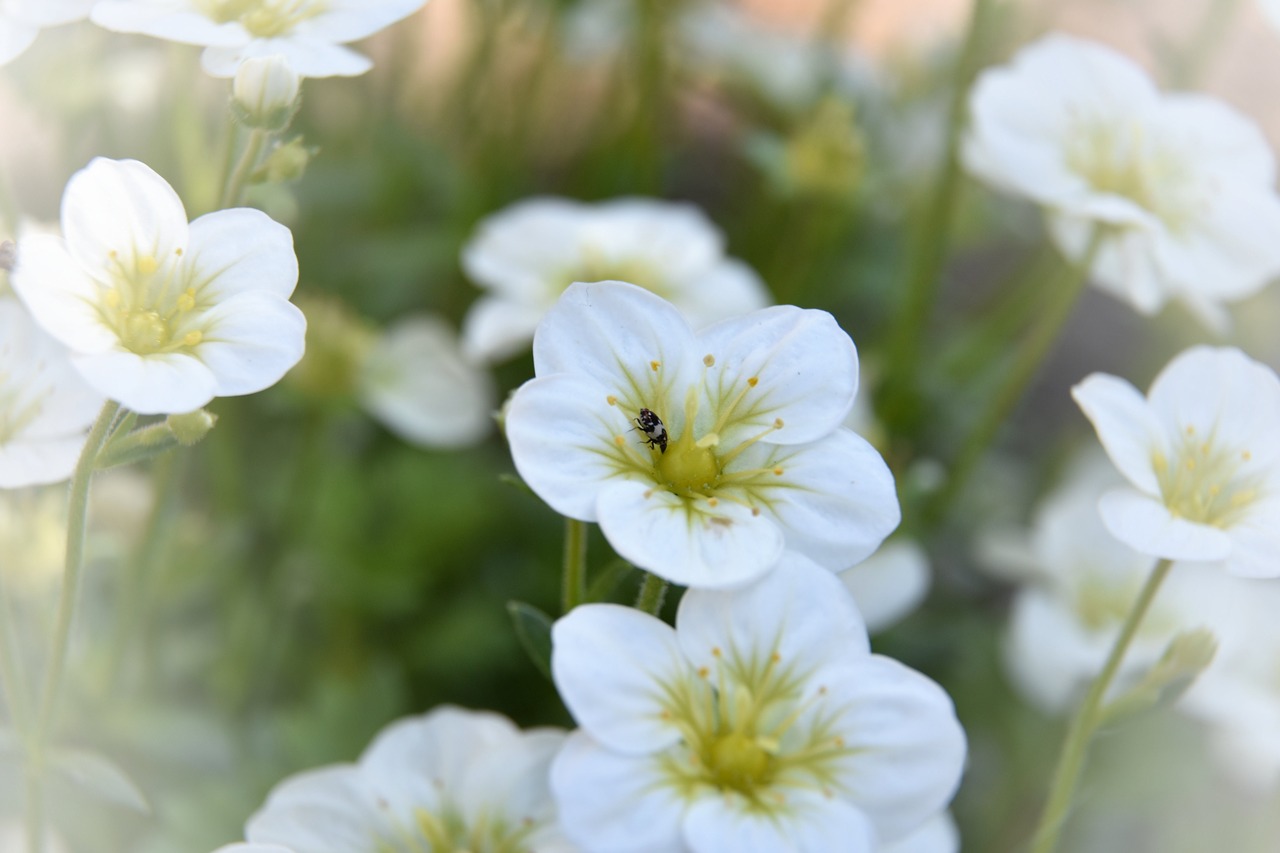 nature  plant  summer free photo