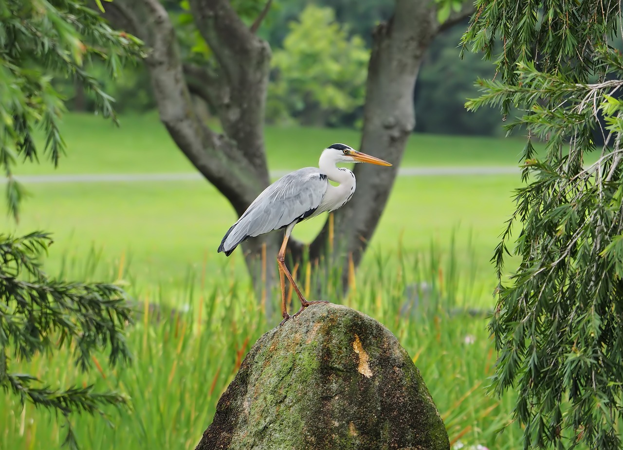 nature  bird  tree free photo