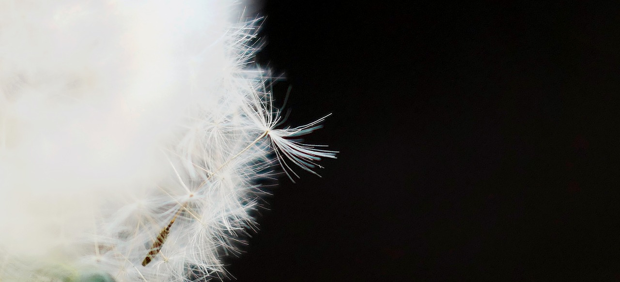 nature  fluffy  dandelion free photo