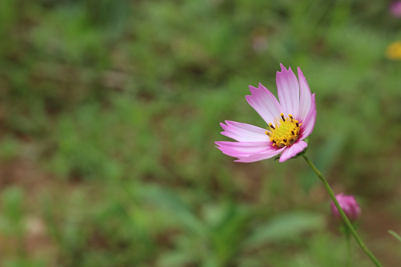 nature  plant  summer free photo