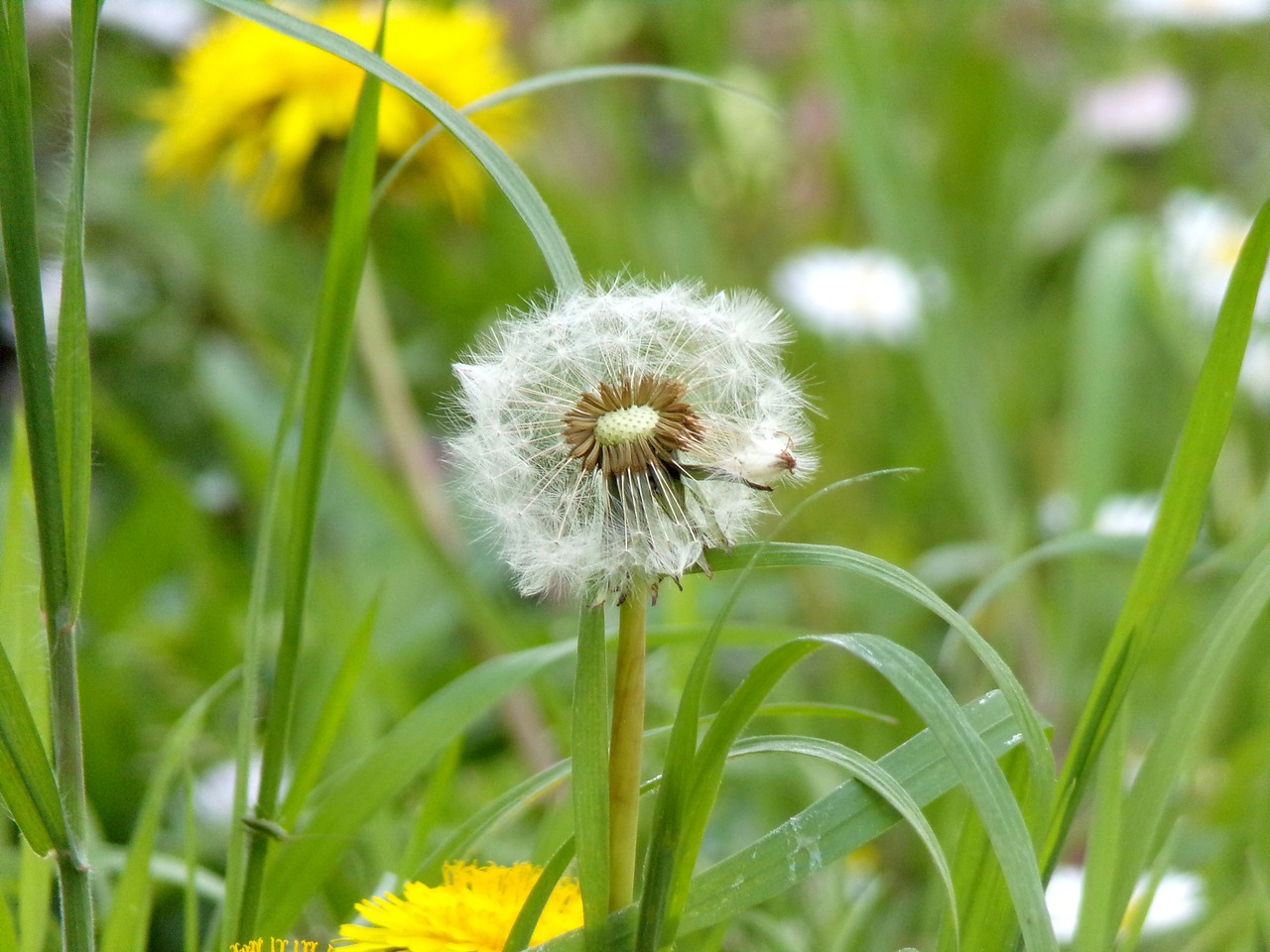 nature  plant  lawn free photo