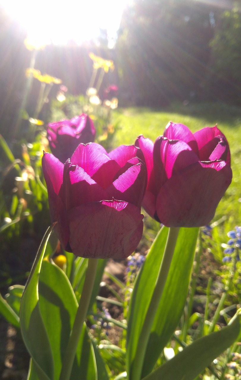 nature  flower  plant free photo